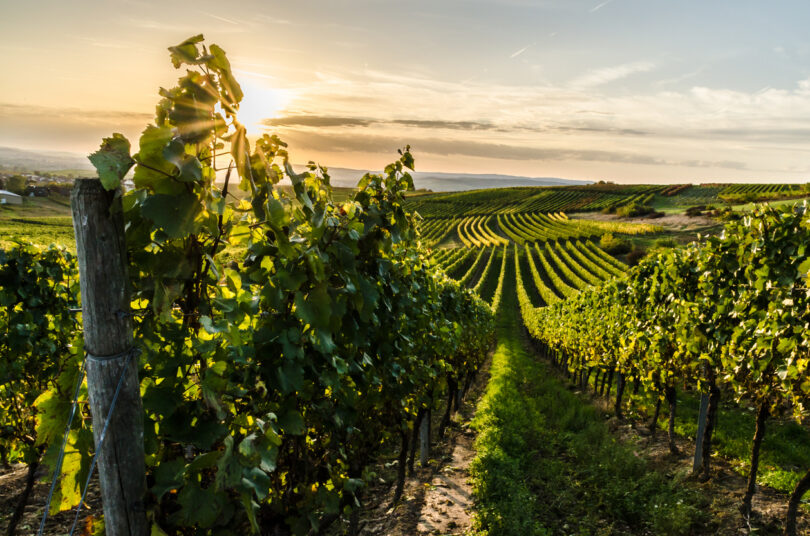 Challenges and opportunities for the wine sector