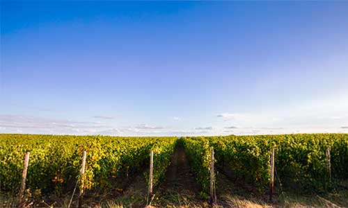 O setor do Vinho em debate